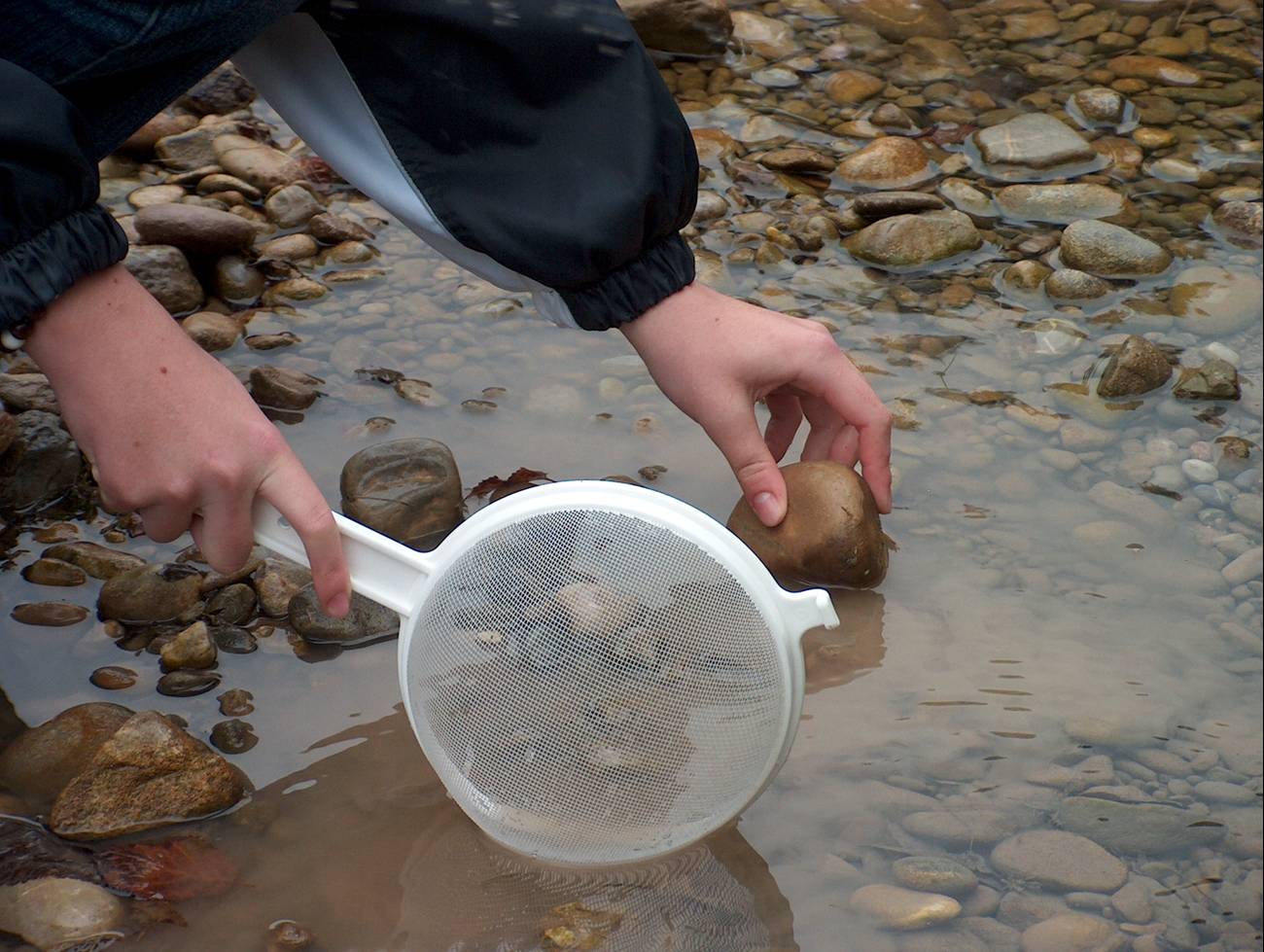 Eine Schülerin analysiert die biologische Gewässergüte eines Fliessgewässers